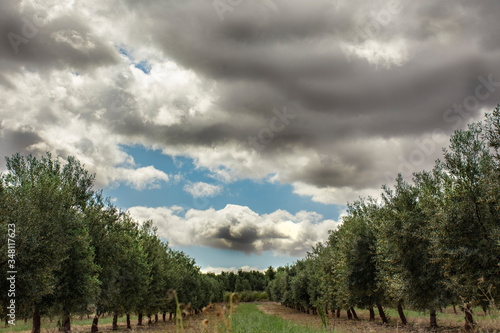 tormenta y olivar