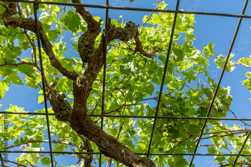 tronco y hojas de parra