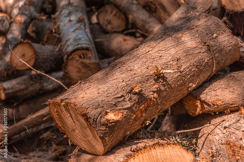 troco de ciprés cortado