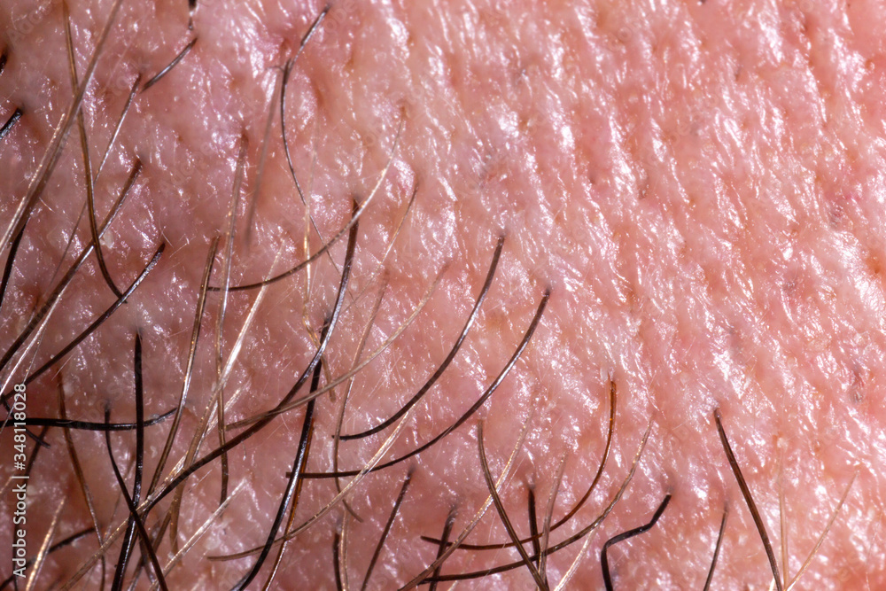Fototapeta premium Human skin texture with pores and hair