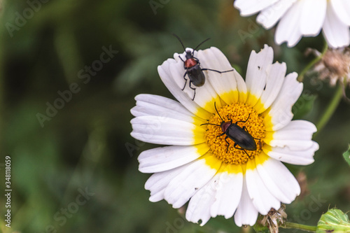 pequeños insectos sobre margarita