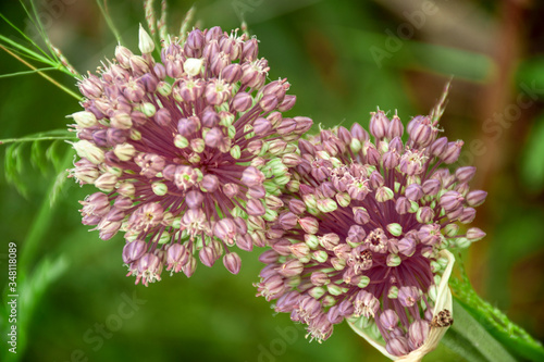 flor de ajo silvestre de talo largo