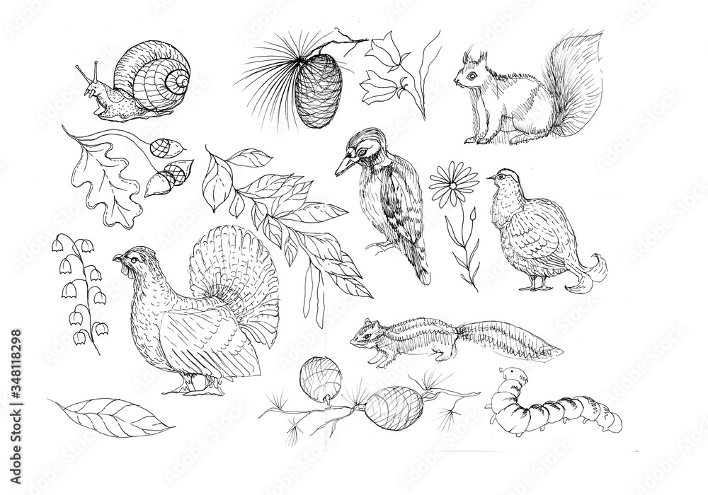 Forest animals and birds sketch doodle hand-drawn squirrel birds snail plants bumps paint Forest animals and birds sketch doodle hand-drawn squirrel birds snail plants bumps paint