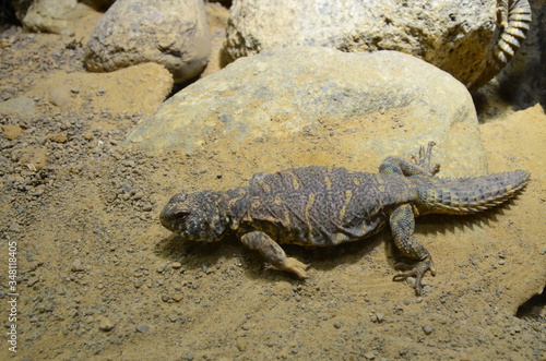 lizard at the zoo, Berlin (Germany)