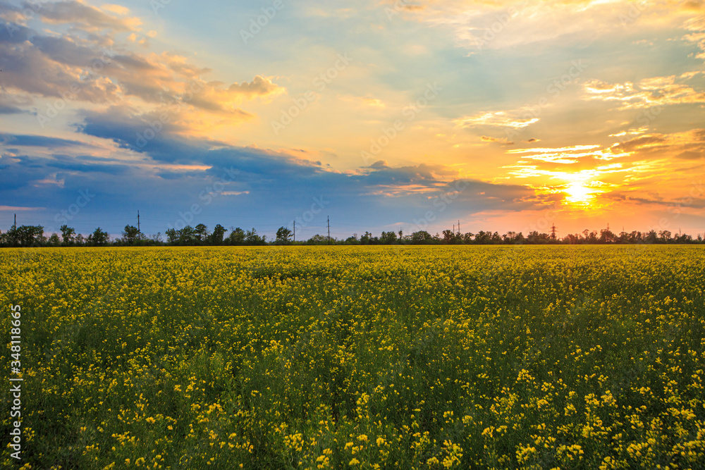 Sunset or sunrise over a field of blooming rapeseed