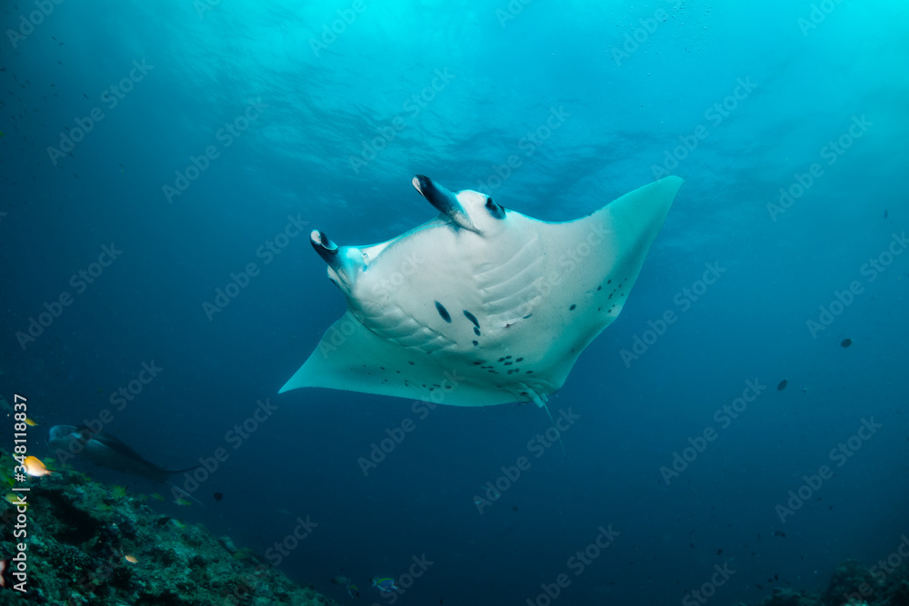 Fototapeta premium Manta ray swimming gracefully in clear blue water