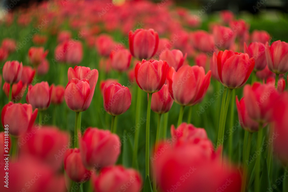 A bright red tulip flower background. Use it for a spring concept. Concept for holidays. Valentine's Day, 8th march, Mother's Day. 