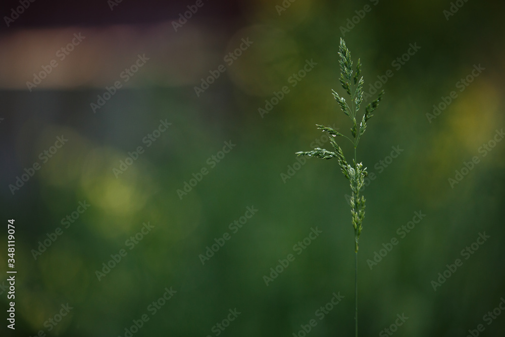 green grass dav .Natural background. Green background. Nature background. Sunny day