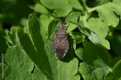 Lederwanze, Coreus marginatus, auf Blättern von Schöllkraut photo