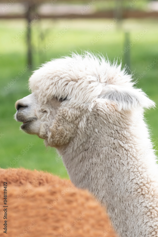 White Alpaca, a white alpaca in a green meadow. Selective focus on the head of the alpaca, photo of head White Alpaca, a white alpaca in a green meadow. Selective focus on the head of the alpaca, photo of head