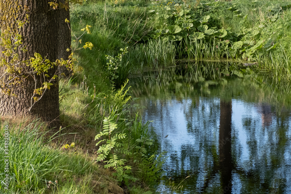Tranquil landscape at a ditch, grasses and leaves on the edge of the ditch, the blue sky reflected in the water Tranquil landscape at a ditch, grasses and leaves on the edge of the ditch, the blue sky reflected in the water