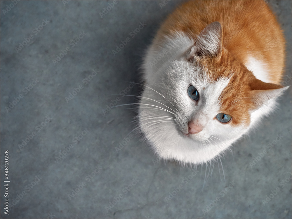 Red haired cat looking up.