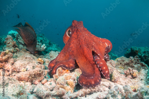 Octopus among colorful coral reef