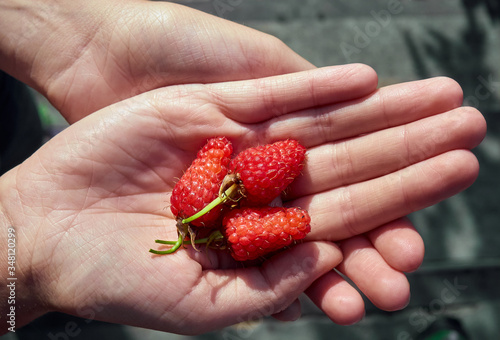 A handful of organic red raspberries.