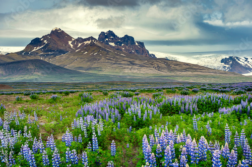 Summer time, with purple lupine flowers in full bloom all over the area. The background is high mountains, beautiful shape, with snow and Gracia on top, in the countryside of Iceland. © Lowpower