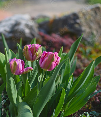 Tulpen im Garten sind immer ein Blickfang