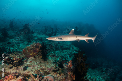 Shark swimming in the wild among fish and marine life © Aaron