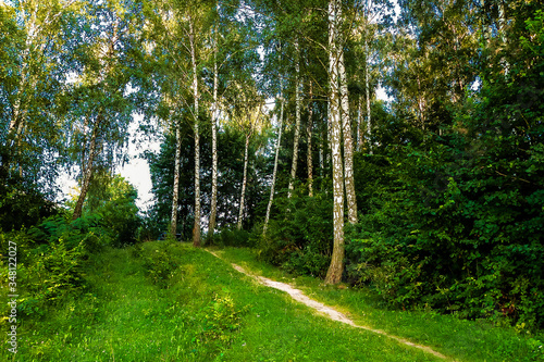 Summer. A path in a birch grove.