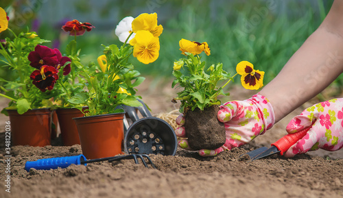 Fototapeta Naklejka Na Ścianę i Meble -  The gardener is planting flowers in the garden. Selective focus.