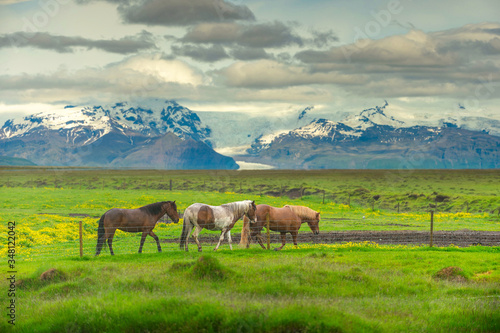 Three horses that walk on summer meadows have yellow wildflowers all over the area. The background is a beautiful mountain range with snow on top. In the summer in the countryside of Iceland