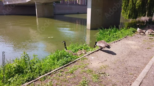 Two Geese walking in the city center with their babies 4k cinematic shot photo