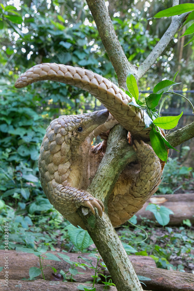 Pangolin