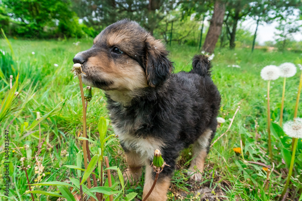 Little, cute, curly, black and white puppy enjoying his time in the green garden. Little, cute, curly, black and white puppy enjoying his time in the green garden.