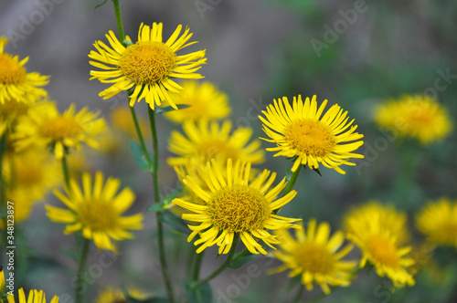 Inula blooms in the wild in summer.
