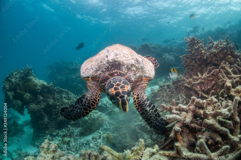 Fototapeta premium Hawksbill sea turtle swimming among coral reef with tropical fish