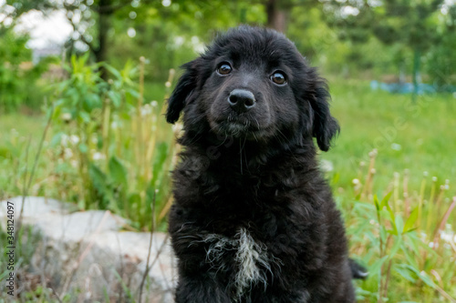 Little, cute, curly black puppy enjoying his time on the fresh grass with dandelions, looking directly in the camera