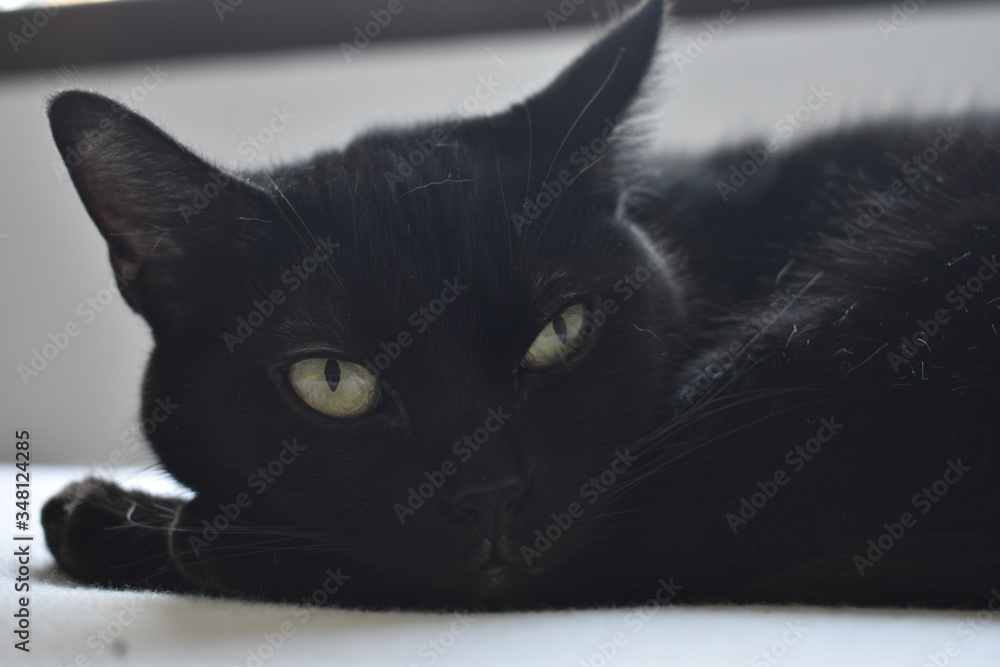 Gato negro sobre cama blanca.