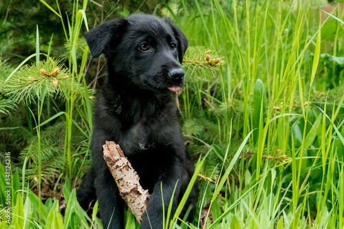 Little cute black puppy enjoying his time on the fresh grass and looking for something. Spruce in background and small log in foreground.