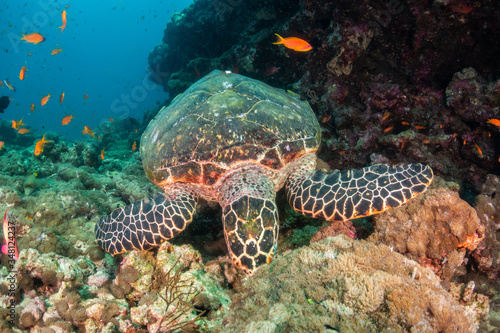 Hawksbill sea turtle swimming among coral reef with tropical fish