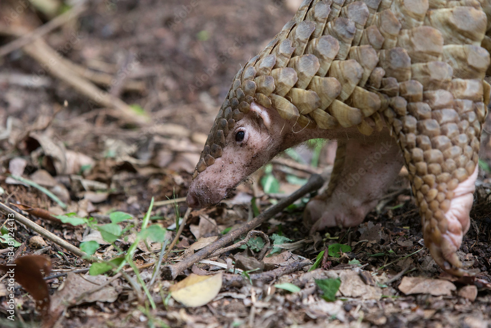 Pangolin Pangolin