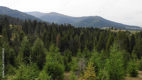 Wallpaper Mural Aerial top drone view of spruce and pine forest in beautiful mountains. No people, travel concept. Enjoying nature Torontodigital.ca