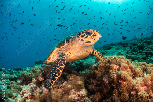 Hawksbill sea turtle swimming among coral reef with tropical fish © Aaron