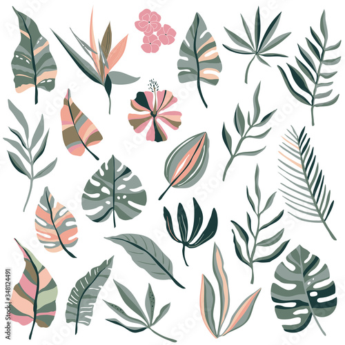 Vector collection of tropical plants, palm leaves.