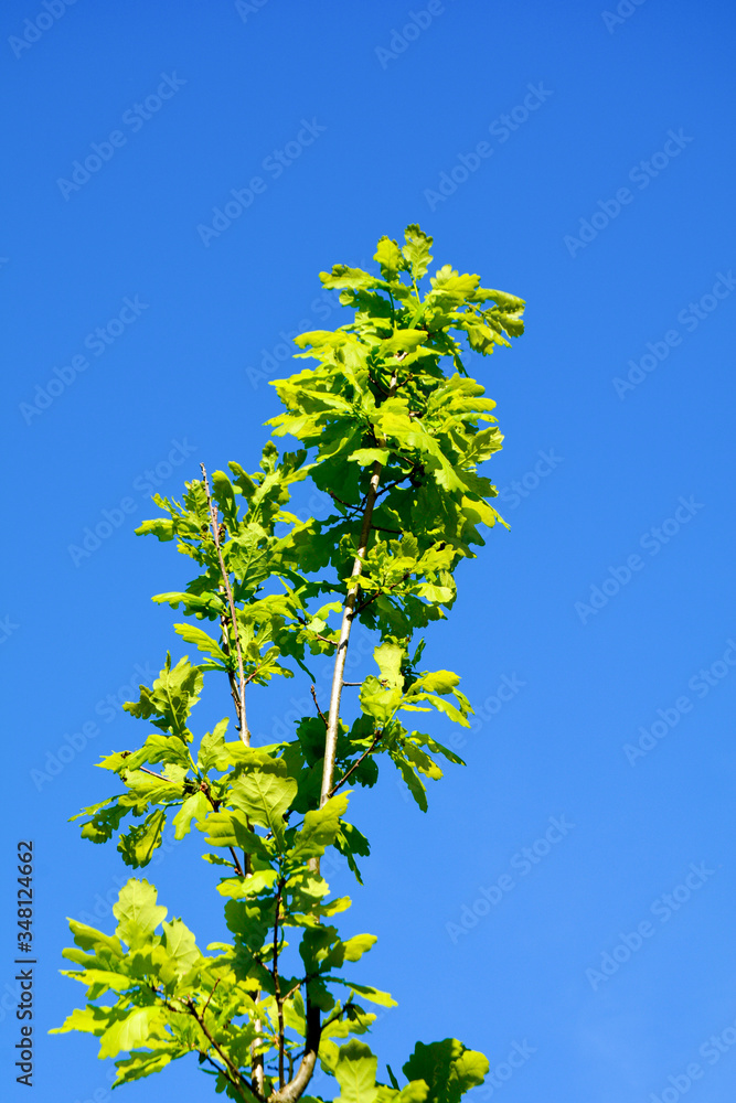 Young oak Young oak