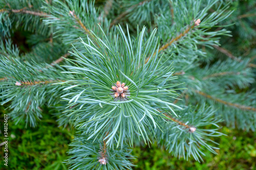 Pine tree branch close-up