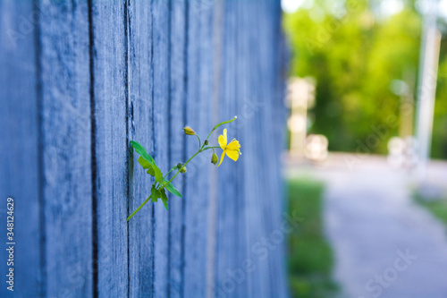 Small flower growing on a wall