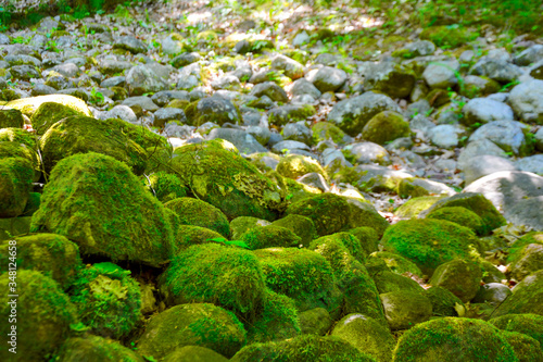 Mossy rocks in Pokaiņu Mežs