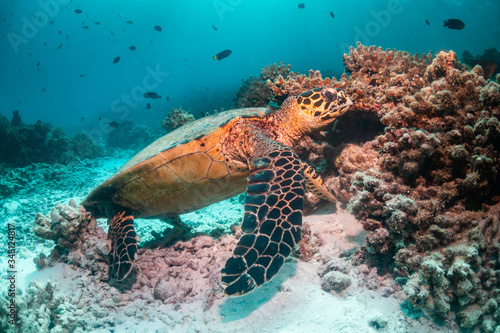 Hawksbill sea turtle swimming among coral reef with tropical fish