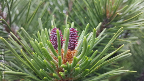 close up of pine cone © DARYO