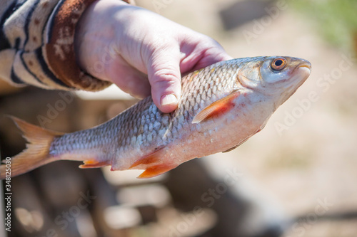 a fisherwoman shows a newly caught fish in her hands