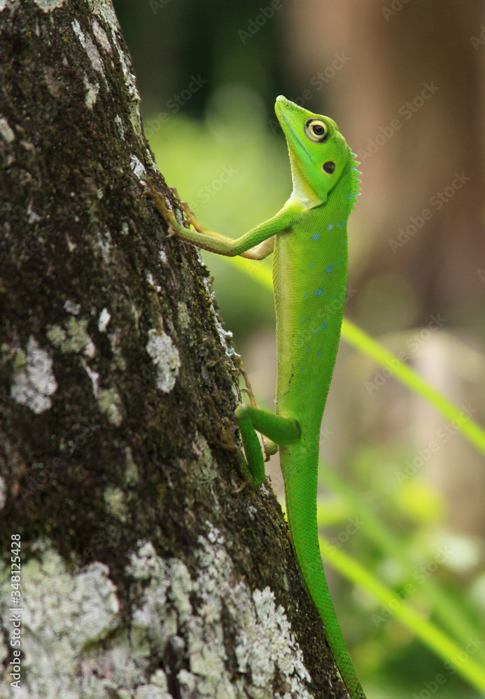 Fototapeta premium Crested green lizard (Bronchocela Cristatella)
