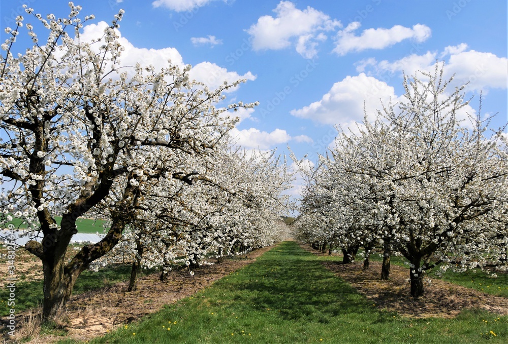 Fototapeta premium Kirschblüte