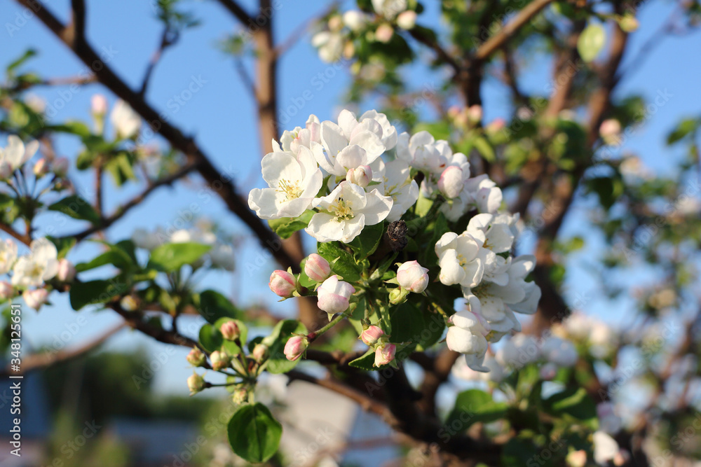 Apple tree blossoming in the spring garden Apple tree blossoming in the spring garden