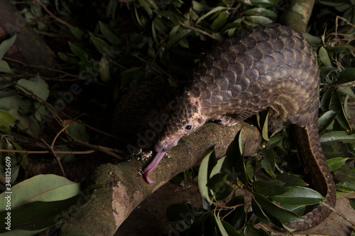 Sub adult Sunda Pangolins
