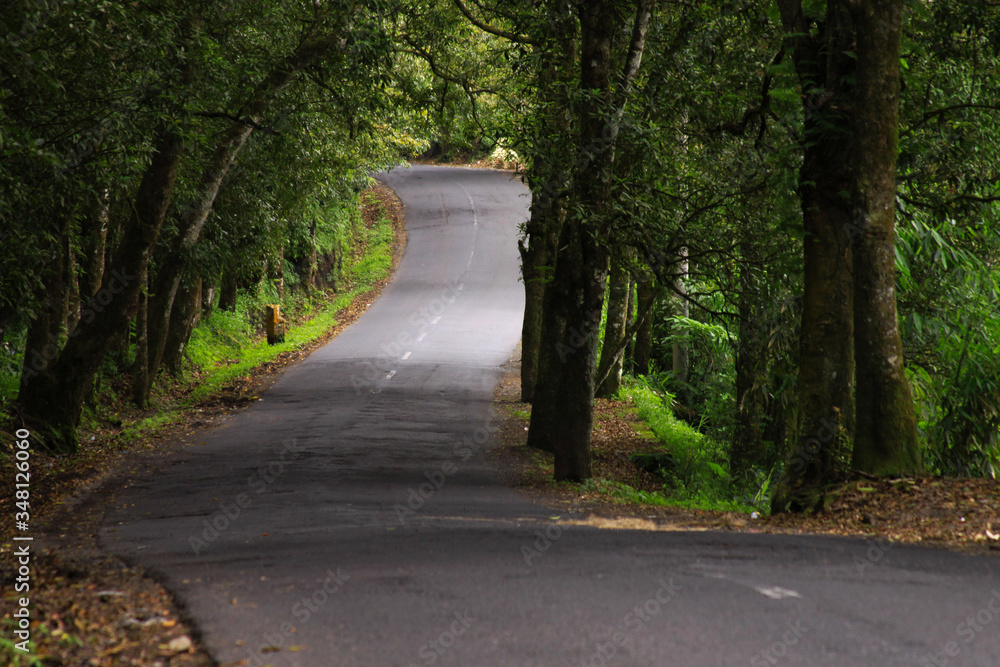 Curvy asphalt road through dense forest Curvy asphalt road through dense forest