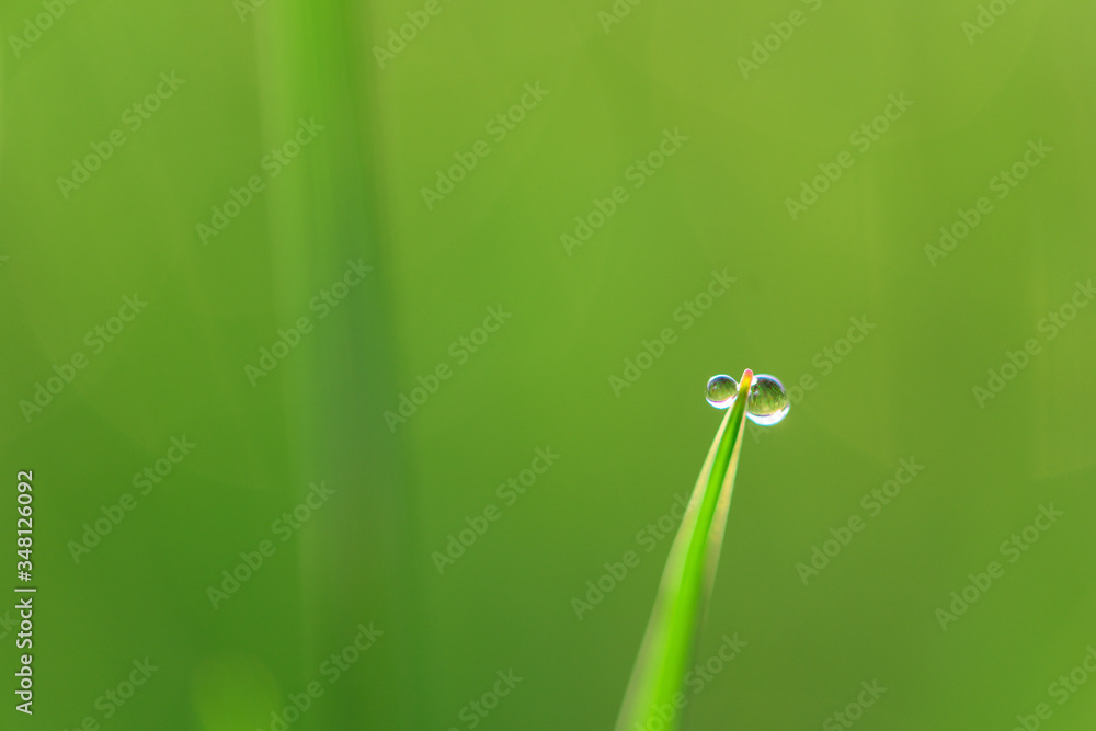 green fresh grass dew drops photo for abstract background. selective focus macro bokeh green fresh grass dew drops photo for abstract background. selective focus macro bokeh